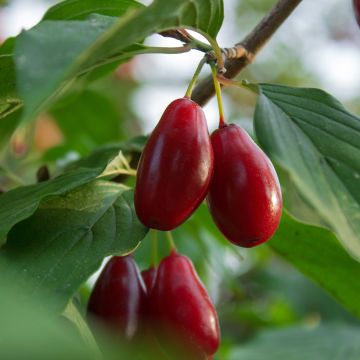 Cornus mas Szafer - Corniolo