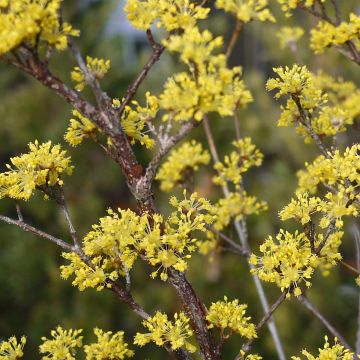 Cornus officinalis Robin's Pride