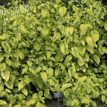 Cornus sericea Sunshine