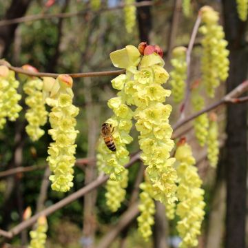 Corylopsis sinensis var. sinensis - Falso nocciolo