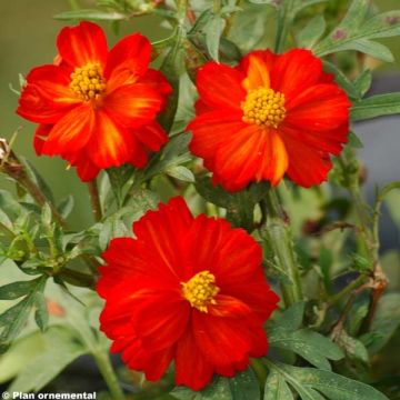 Cosmos sulphureus Cosmic rouge - Cosmea arancione