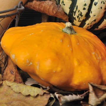 Zucchino Patisson arancione Bio - Ferme de Sainte Marthe