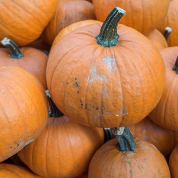 Zucca Jack O' Lantern BIO (semi)