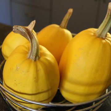 Zucchino Spaghetti (piante)