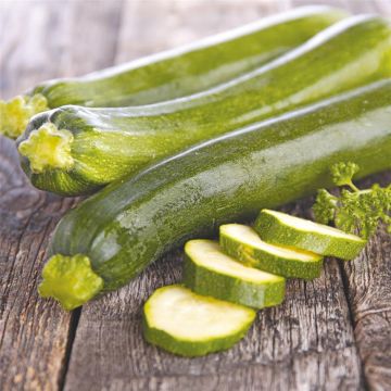 Zucchino Alberello di Sarzana