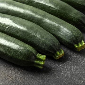 Zucchino Black Forest F1