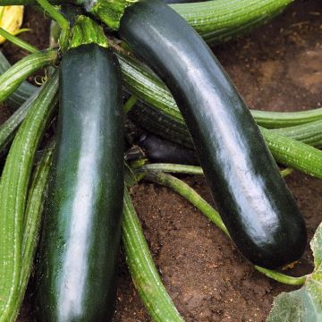 Zucchino Easy Pick Green F1 (piante)