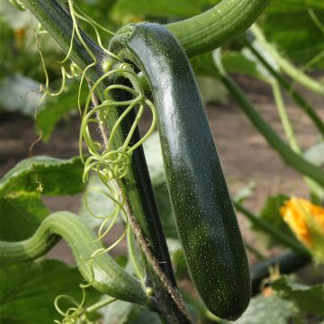 Zucchino Ola Escaladora F1 BIO