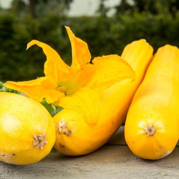 Zucchino Ola Gabriella F1 BIO