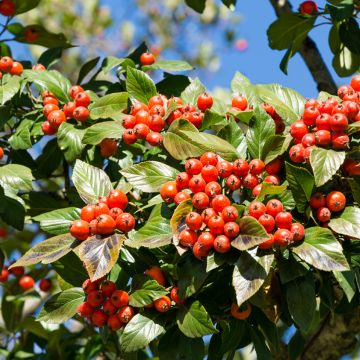 Crataegus lavallei Carrierei - Biancospino