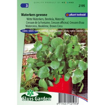 Nasturtium officinale - Crescione d’acqua