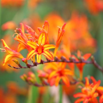 Crocosmia Firestarter - Montbretia Crocosmia Firestarter - Montbretia