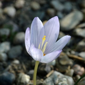 Crocus botanique kotschyanus - Croco d'autunno