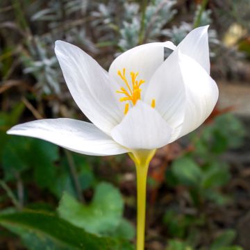 Crocus ochroleucus - Croco d'autunno
