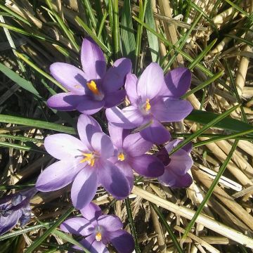 Crocus minimus Bavella - Zafferano minore