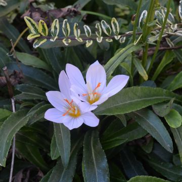 Crocus pulchellus Zephyr - Croco d'autunno