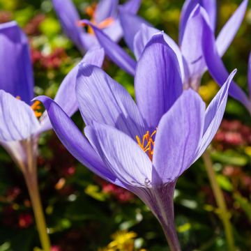 Crocus speciosus Artabir - Croco d'autunno