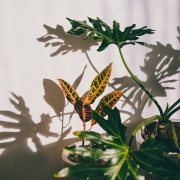 Codiaeum Moar Yellow - Croton