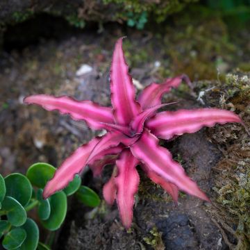 Cryptanthus Super Pink - Etoile de terre