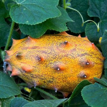 Cucumis metuliferus - Kiwano