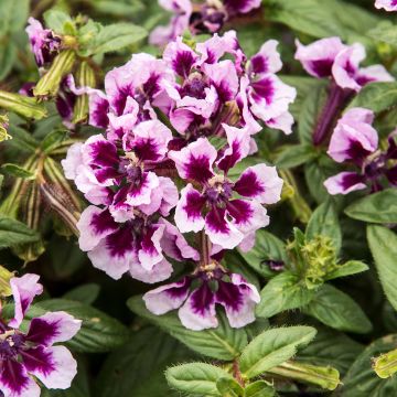 Cuphea HEATBEAT Amethyst