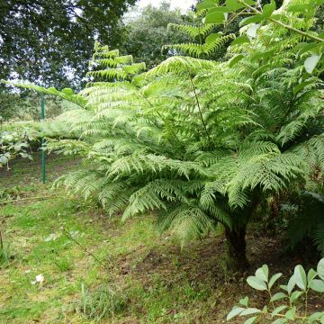 Cyathea australis - Felce arborea