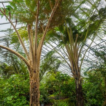 Cyathea felina - Felce arborea