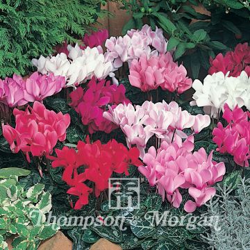 Ciclamino persiano Laser Mixed F1