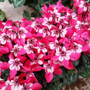 Ciclamino Djix Red