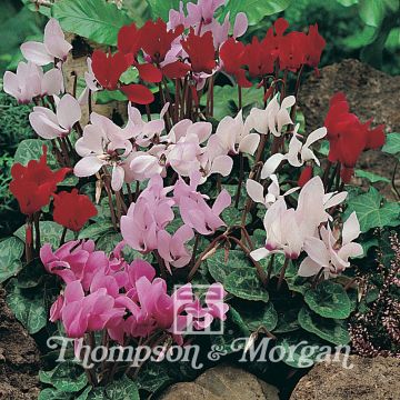 Ciclamino persiano Scentsation Mixed