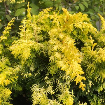 Chamaecyparis obtusa Fernspray Gold - Cipresso di Hinoki Chamaecyparis obtusa Fernspray Gold - Cipresso di Hinoki