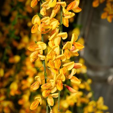 Cytisus scoparius Apricot Gem - Ginestra dei carbonai Cytisus scoparius Apricot Gem - Ginestra dei carbonai