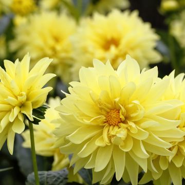 Dalia nana Melody Latin Dalia nana Melody Latin