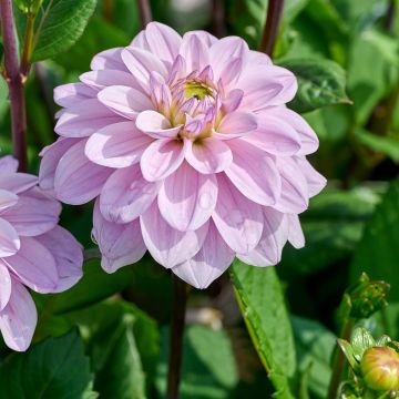 Dalia decorativa Sweet Surprise Dalia decorativa Sweet Surprise