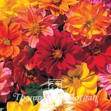 Dahlia variabilis Dwarf Mixed