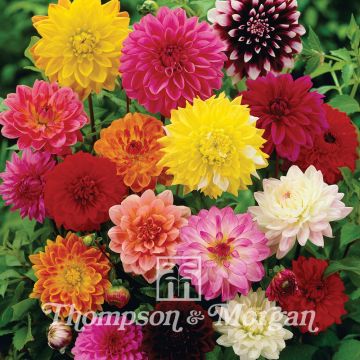 Dalie ibride mix Giant Hybrids Mixed Dalie ibride mix Giant Hybrids Mixed