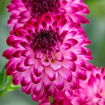 Dalia decorativa Little Robert Dalia decorativa Little Robert