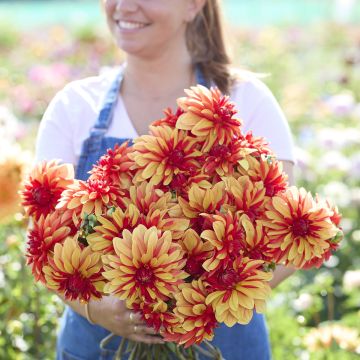 Dalia decorativa Japlou