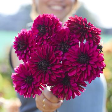 Dalia decorativa Jennifer Mary Ellen Dalia decorativa Jennifer Mary Ellen