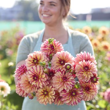 Dalia decorativa Madame Antoinette Dalia decorativa Madame Antoinette