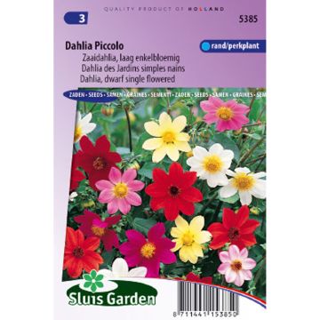 Dahlia variabilis Picolo Mix