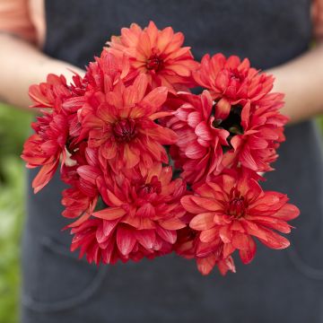 Dalia decorativa Parc Floral de Paris Dalia decorativa Parc Floral de Paris