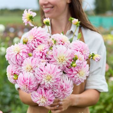 Dalia decorativa Verrone’s DF Dalia decorativa Verrone’s DF