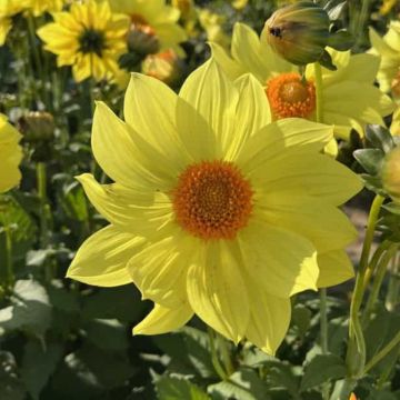 Dalia a fiore singolo Tournesol