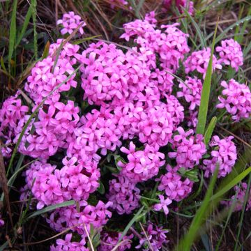 Daphne cneorum - Dafne odorosa