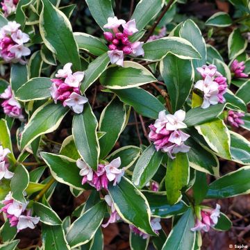 Daphne odora Rogald'or - Dafne odorosa