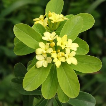 Daphne gemmata Royal Crown - Dafne