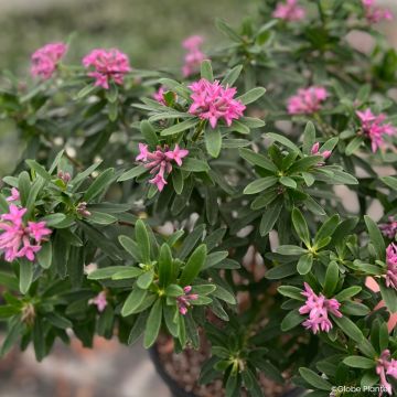 Daphne x transatlantica Bella Rose - Dafne Daphne x transatlantica Bella Rose - Dafne