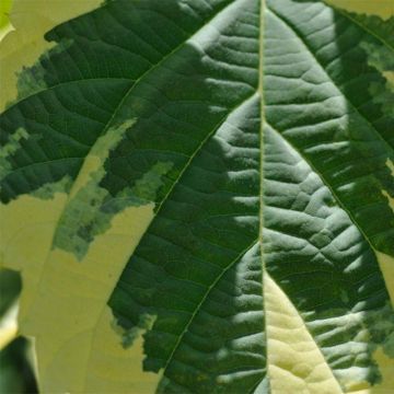Davidia involucrata Lady Sunshine - Albero dei fazzoletti