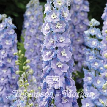 Delphinium Centurion Lilac Blue Bicolour F1 - Speronella